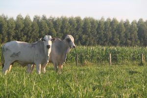 Produtor rural deve ficar atento ao prazo da atualização de rebanho
