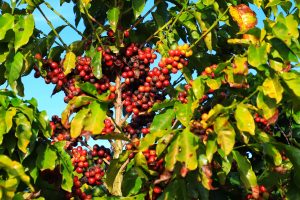 Produtores de café devem enfrentar período desafiador