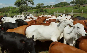 Leilão inédito com 400 animais de 5 raças distintas