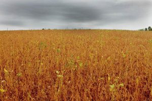 Será que a chuva vai embora?