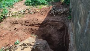 Moradores encontram mandioca gigante no MS