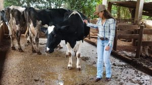 “A conta não fecha”, desabafa produtora de leite