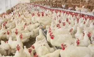 Custo de produção do frango está cada vez mais alto