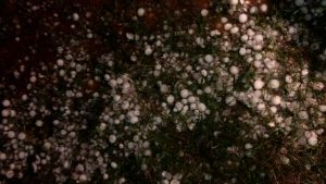Veja a destruição deixada pelo granizo no Paraná