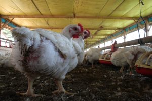 Paraná é o maior exportador do mundo de carne halal
