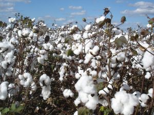 Inseticida japonês eficiente contra lagartas de algodoeiro
