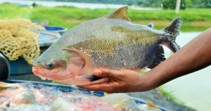 Gerador salva produção de peixes em propriedade atingida por tempestade