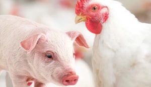 Brasil ganha espaço no Canadá para exportação de aves e suínos