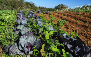 Novas tecnologias devem impulsionar a agricultura orgânica