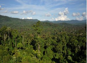 Conheça mais sobre a cobertura florestal do Paraná e do oeste