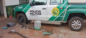 Polícia flagra cativeiro ilegal de aves silvestres