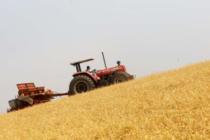 Paraná perto de finalizar plantio da segunda safra de milho