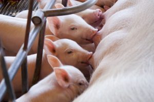 Suinocultores vão protestar distribuindo carne no Paraná