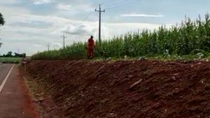 VÍDEO: DER roça milho e revolta produtor no Paraná