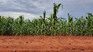 Dia da terra: como cuidar do solo e aumentar a produtividade