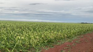 Saiba quais os direitos legais dos agricultores afetados pela tempestade