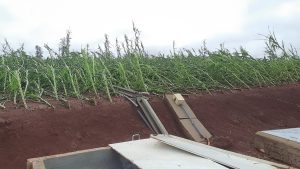 “Vamos recomeçar do zero”, desabafa agricultora que perdeu tudo com a tempestade