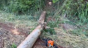 Trabalhador morre após queda de árvore em propriedade rural no PR