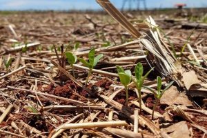 Você conhece as técnicas da agricultura conservacionista?