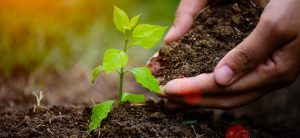 Menos defensivos e mais biológicos é aposta de muitos agricultores