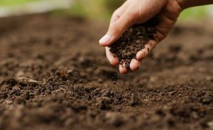 Conservar o solo faz toda diferença na produção agropecuária