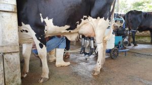 Método auxilia aumento de produtividade do rebanho leiteiro