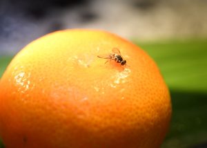 Prevenção de praga que atinge as frutas é foco de pesquisa
