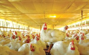 Celulite no frango causa prejuízo milionário