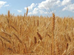 Trigo se torna cada vez mais atrativo aos agricultores