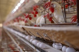 Produção de ovos férteis recua no País