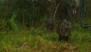 Projeto visa aumentar população de espécies ameaçadas de extinção