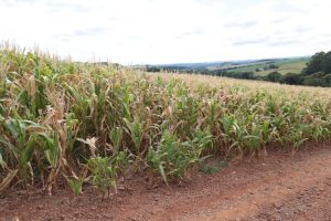 Produtores que tiveram perdas com a seca terão desconto em financiamentos