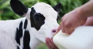Alimentação natural de bezerras pode ser substituída