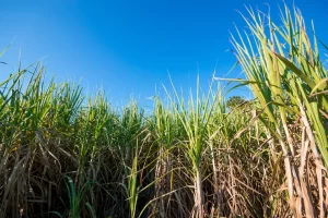 Mato Grosso bate recorde na produção de cana com 50,5 milhões de toneladas