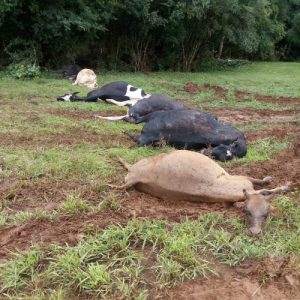 Enxurrada arrasta animais, pontes e equipamentos