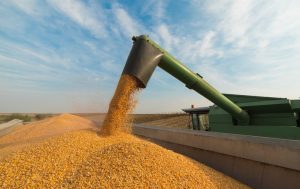 Estiagem do Sul reflete no Valor Bruto da Produção Agropecuária