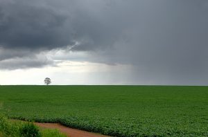 Mais um dia com chuva e tempo abafado