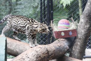 Animais do zoo de Cascavel recebem ovos da Páscoa