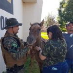 Cavalo