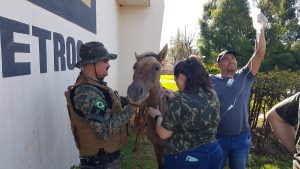 Mais um cavalo ferido em Cascavel