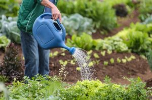 Agricultura Familiar ganha cada vez mais espaço