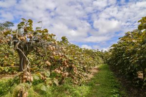 Paraná é destaque nacional na produção de kiwi