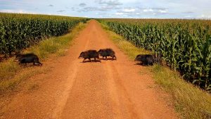Ataques de porcos selvagens destroem lavouras no MT