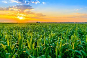 Uso de novas cultivares melhora resultados nas lavouras