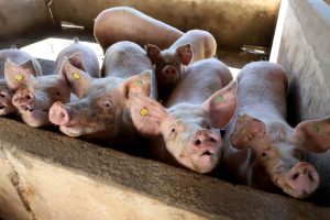 Carne suína brasileira se recupera nas exportações