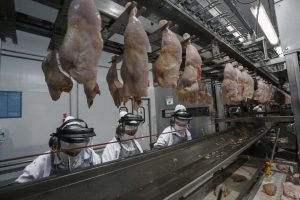 Brasil é destaque em exportação da carne de frango