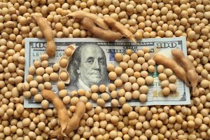 Dólar em queda livre impacta nos preços da soja e milho