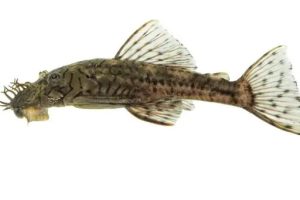 Peixe leva nome de fóssil humano mais antigo das Américas