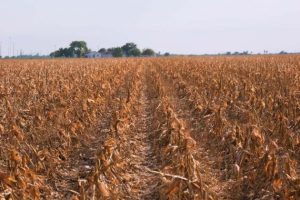 Crédito bilionário vai auxiliar produtores afetados pela seca