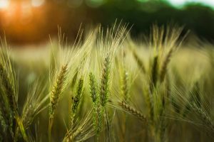 IDR-PR oferece capacitação para cultivo de cereais de inverno